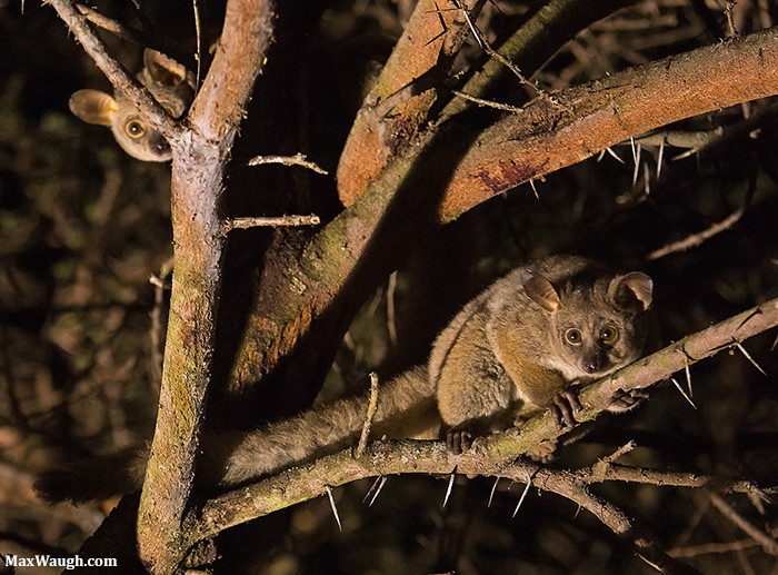 Thick-Tailed Bushbabies