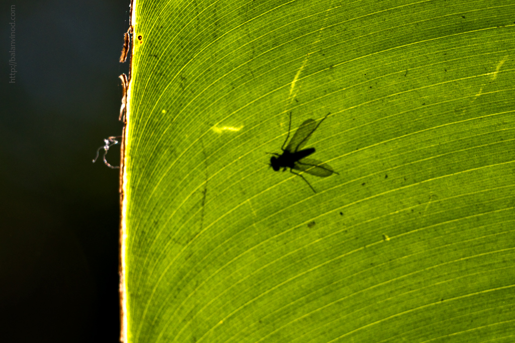 Backlight