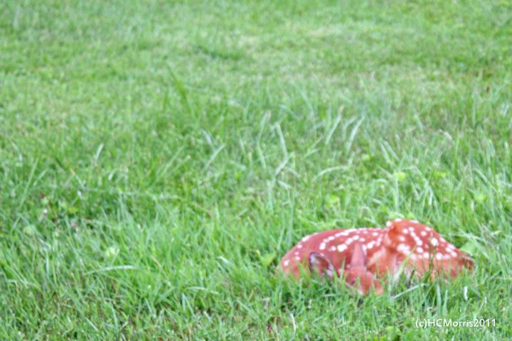 Little Bambi-repost