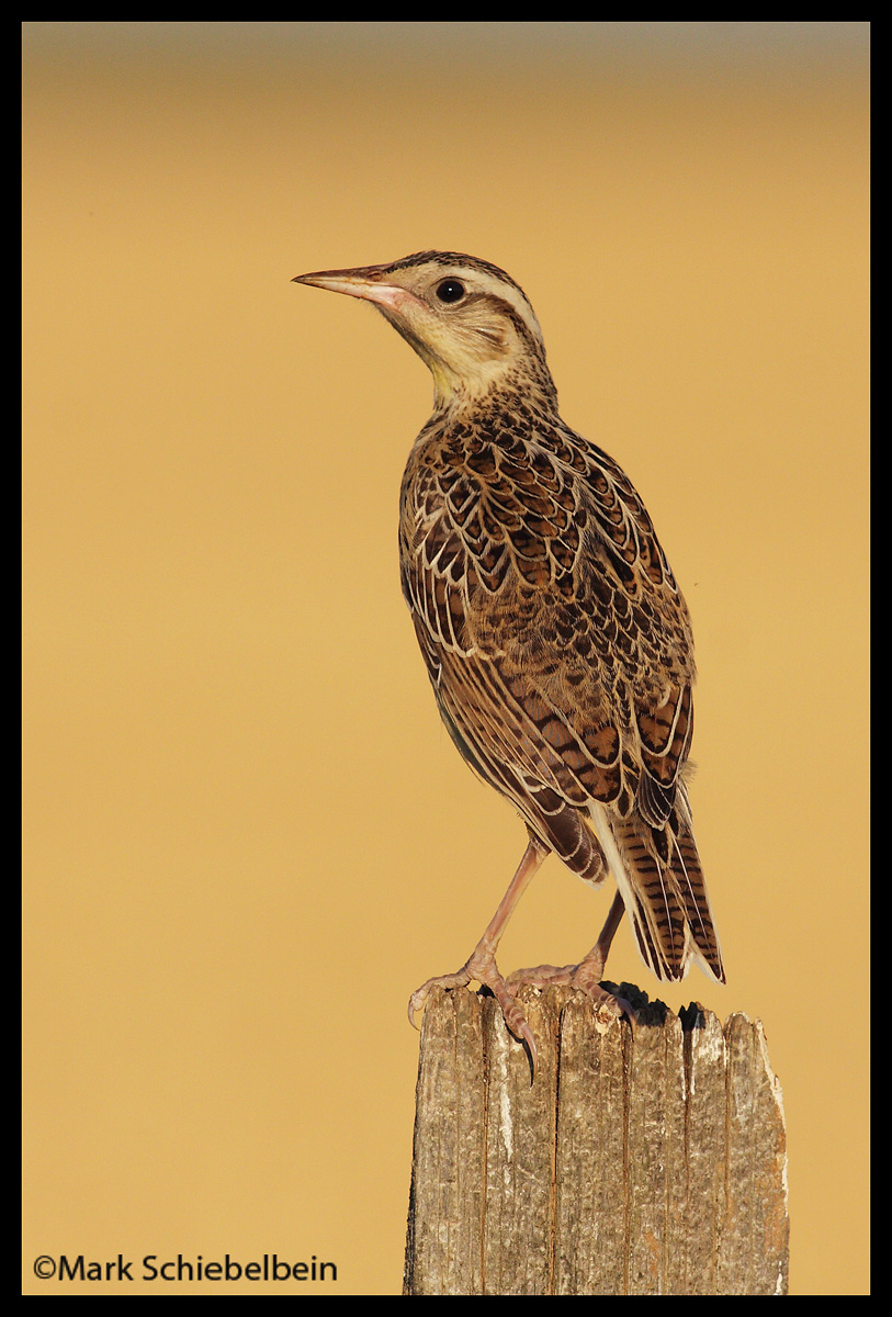 Western Meadowlark