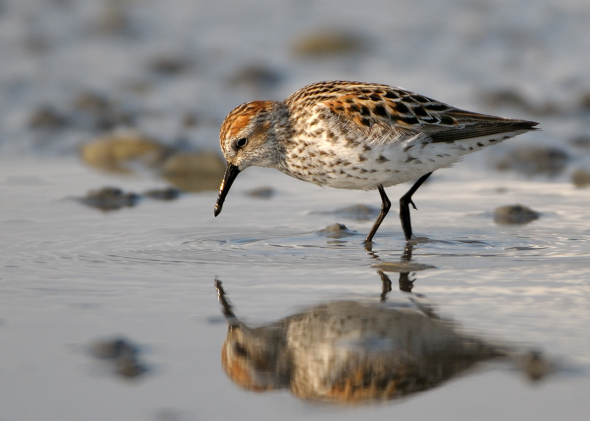 Sandpiper