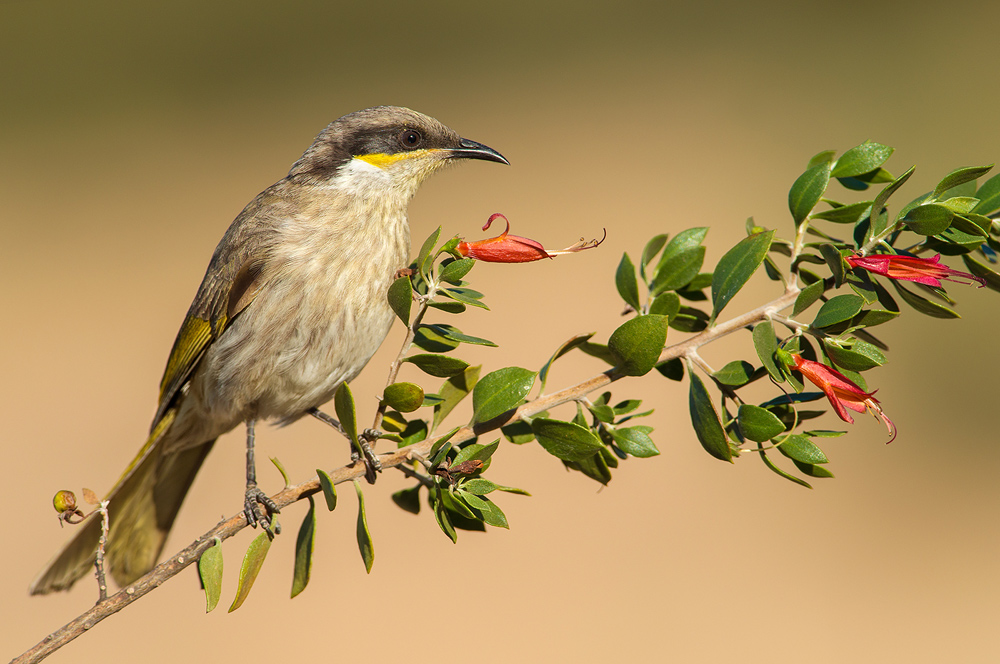Singing Honeyeater