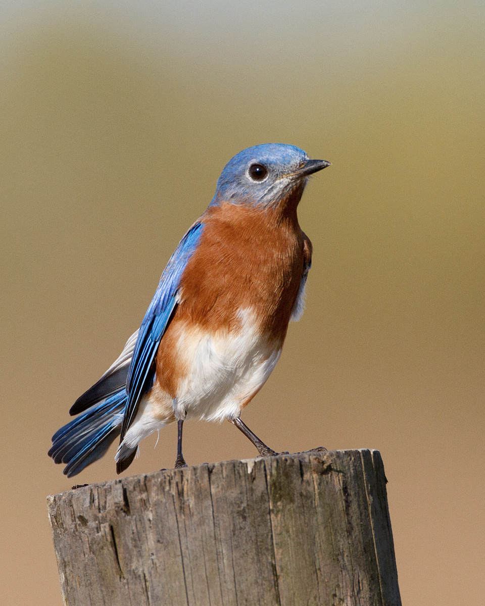Bluebird  