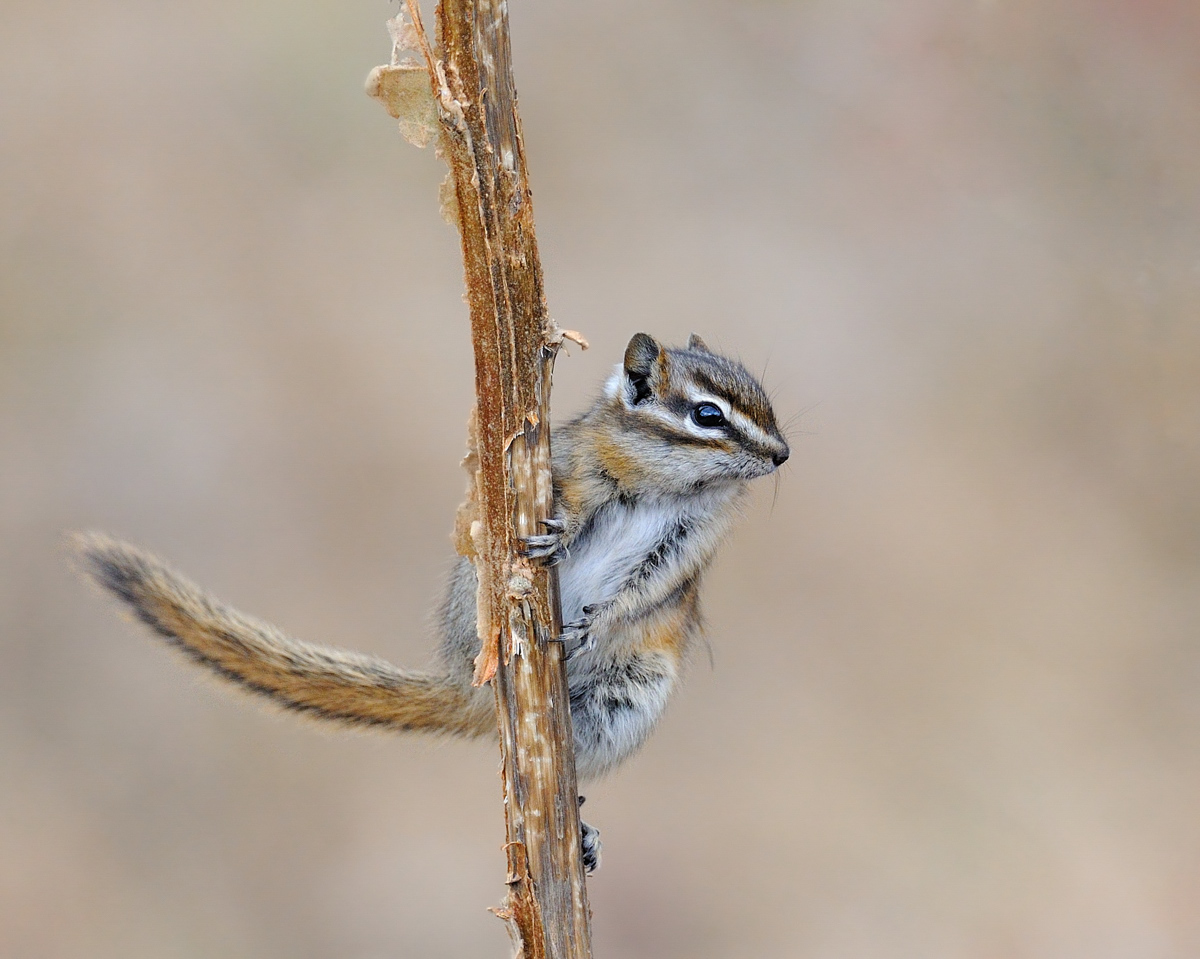 Chipmunk lookout