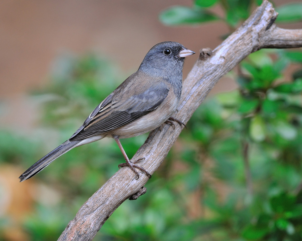 Dark Eyed Junco 2