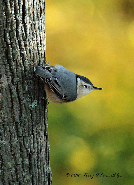 Nuthatch