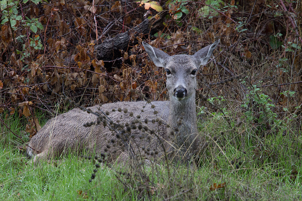 Damp Doe