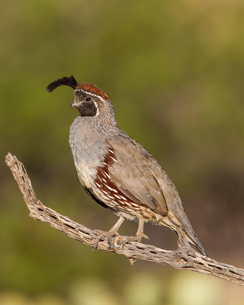 Gambel's Quail