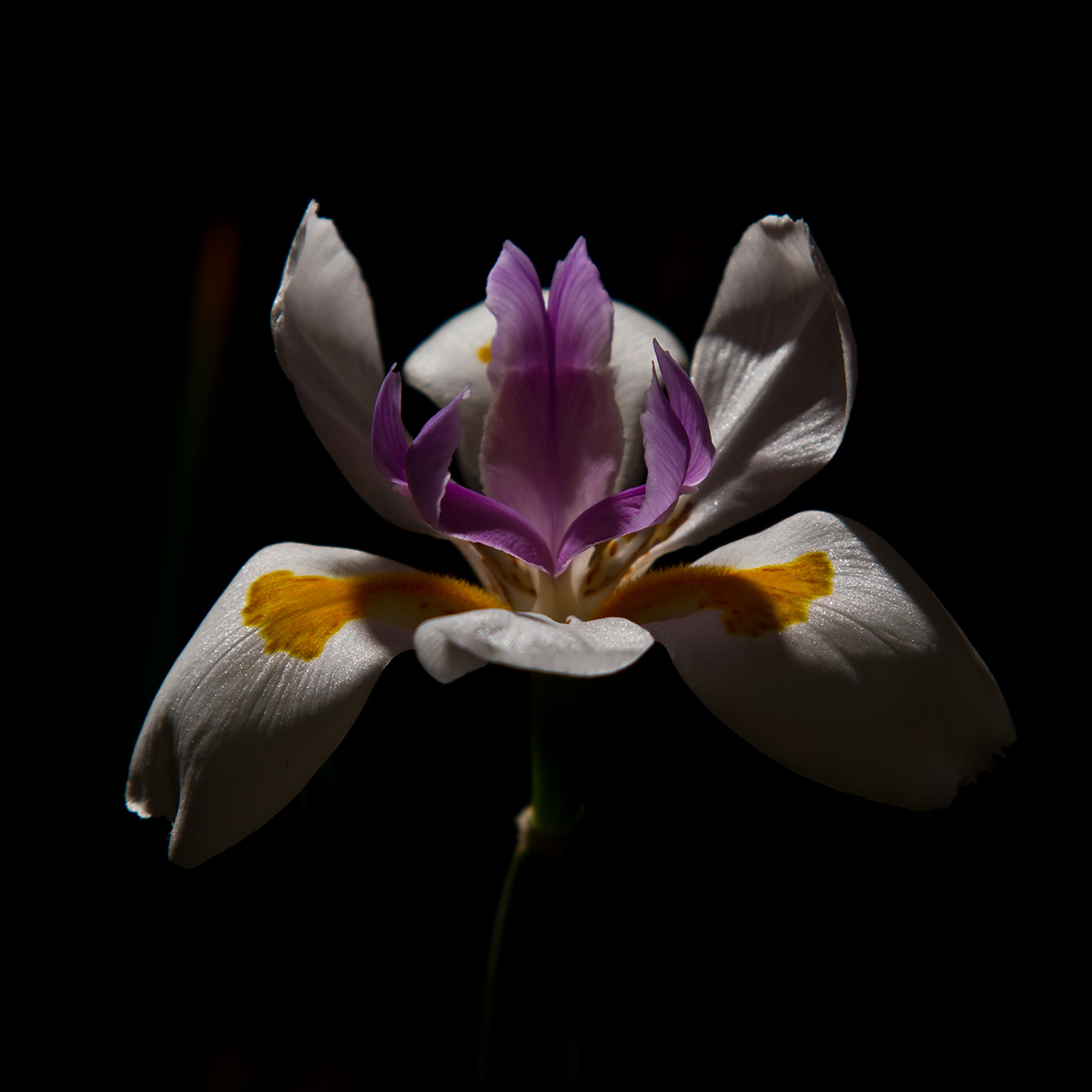 Butterfly Iris