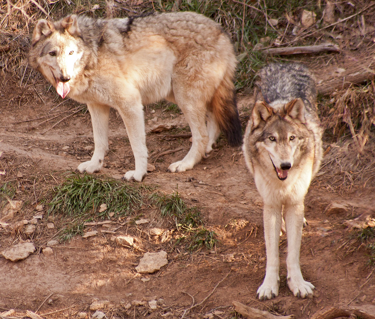 Gray Wolves
