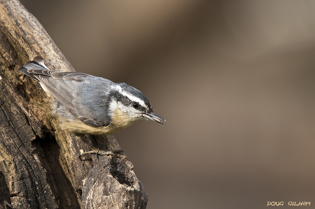 Red Breasted Nuthatch 