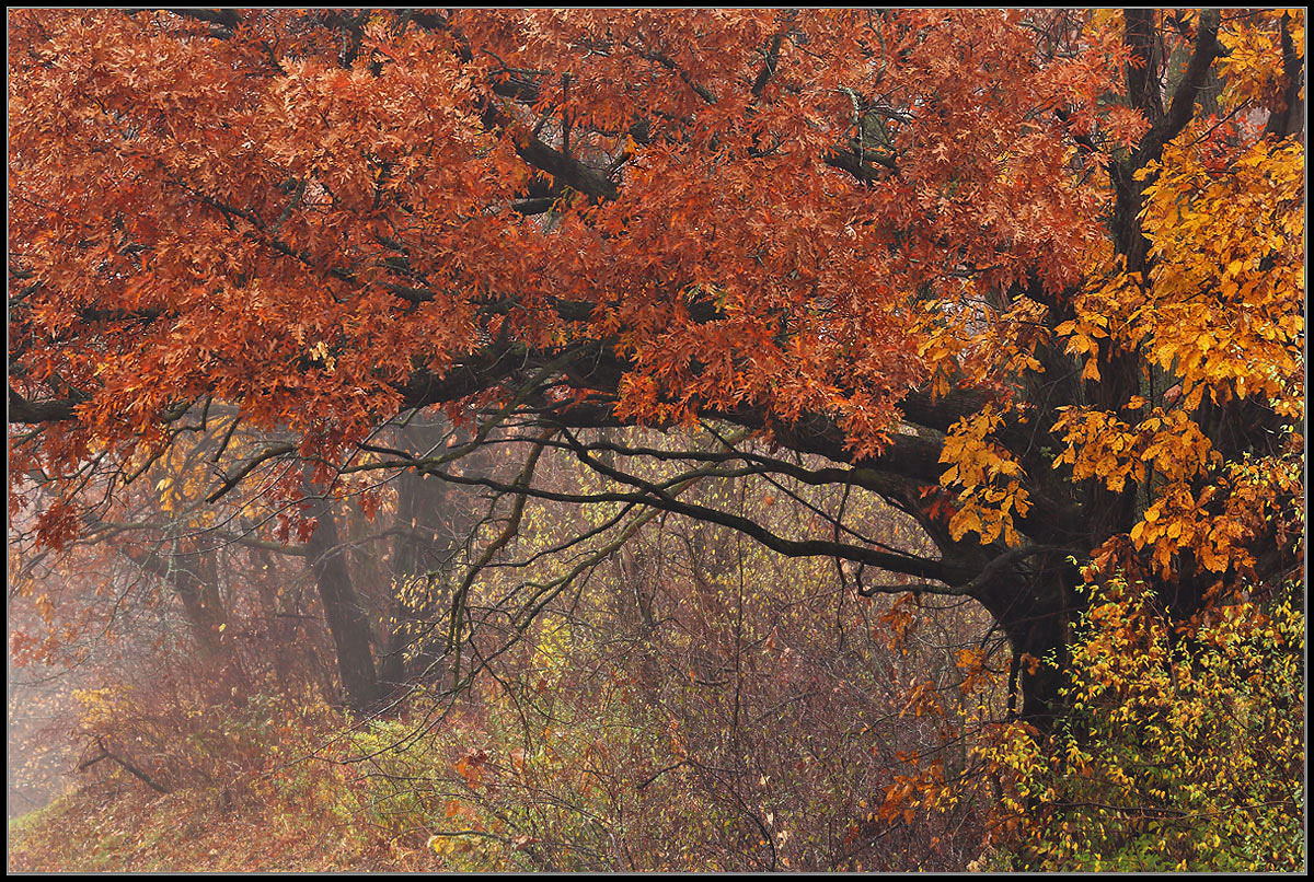 Oaks in the Rain