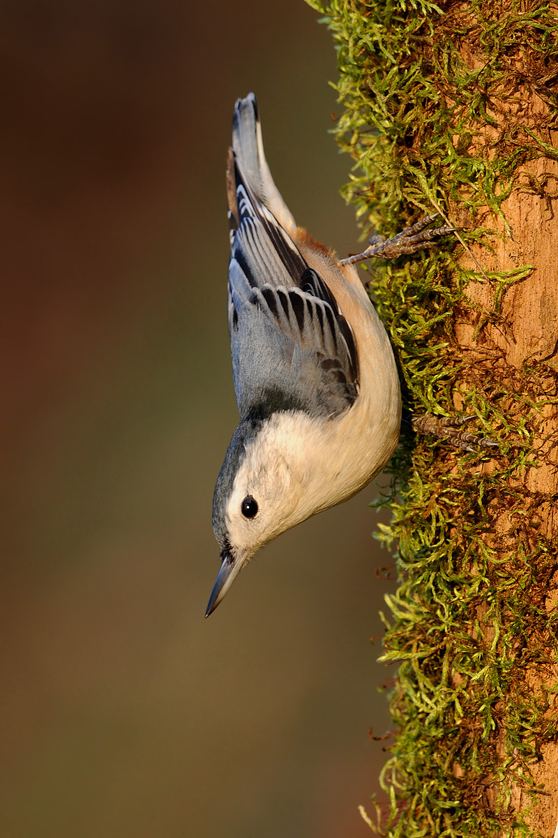 White-breasted Nuthatch