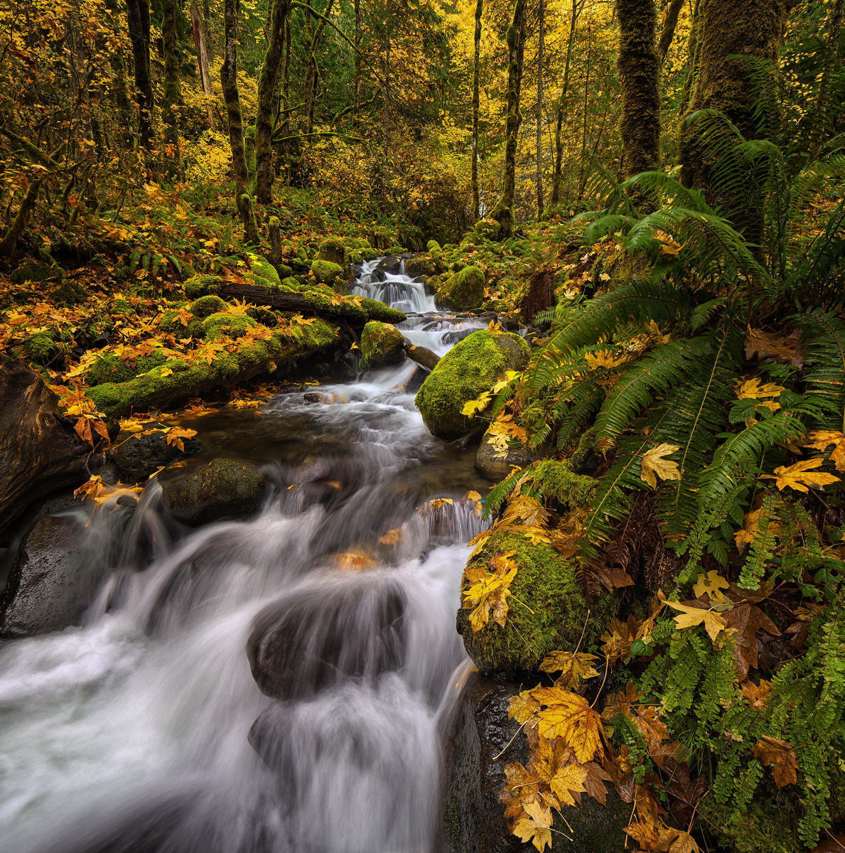 Dry Creek Autumn #3