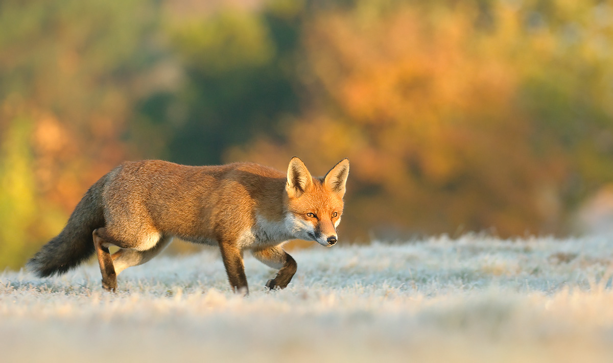 Red Fox