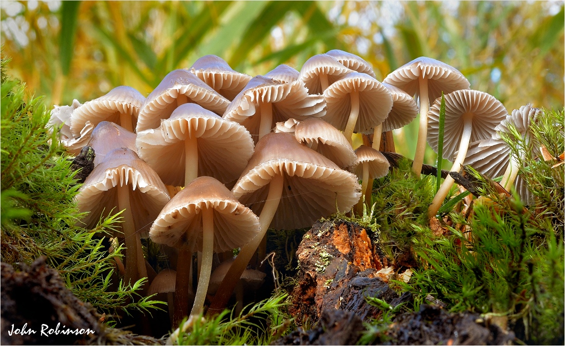 Mycena spp.