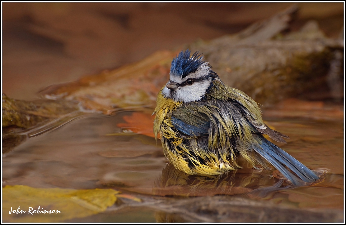 Very Wet Tit