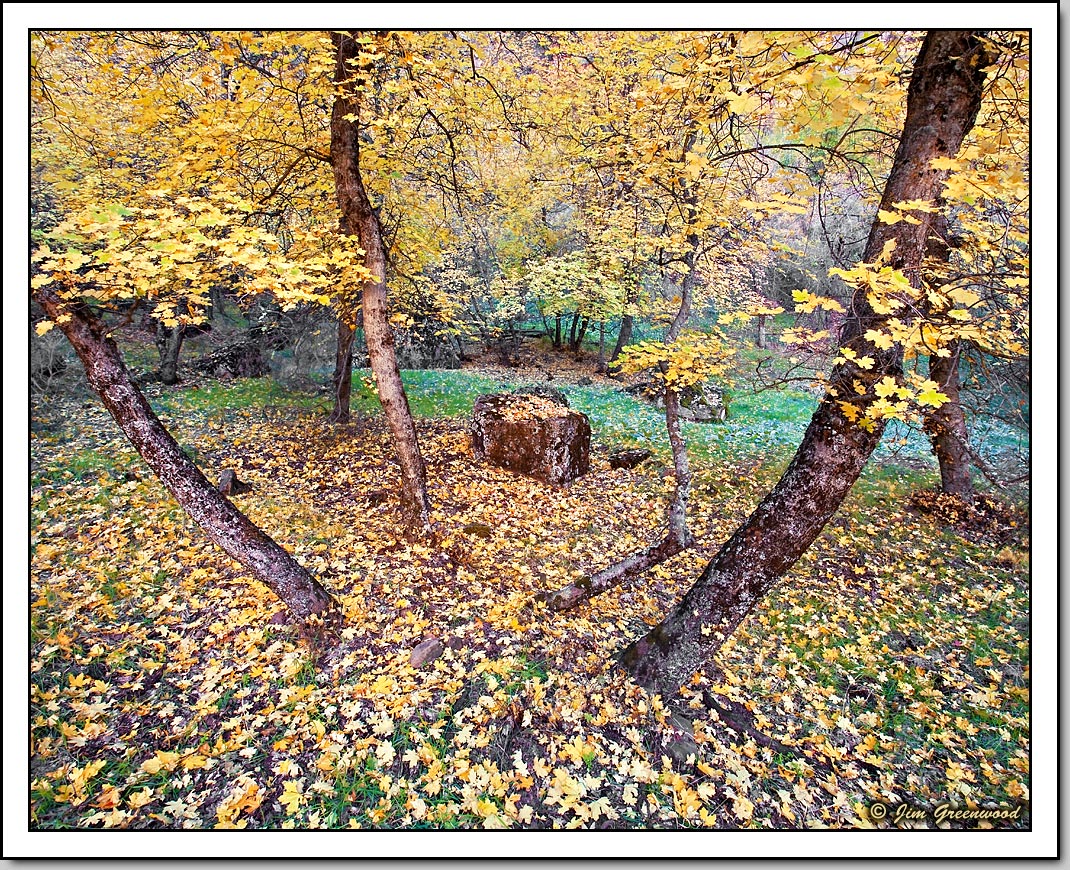 Plethora of Yellow (w/ Repost)
