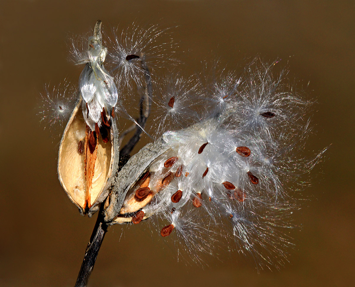 Milkweed in the fall
