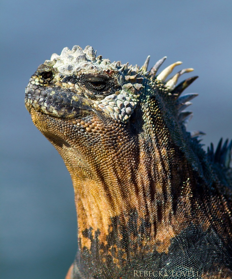 Marine Iguana Portrait