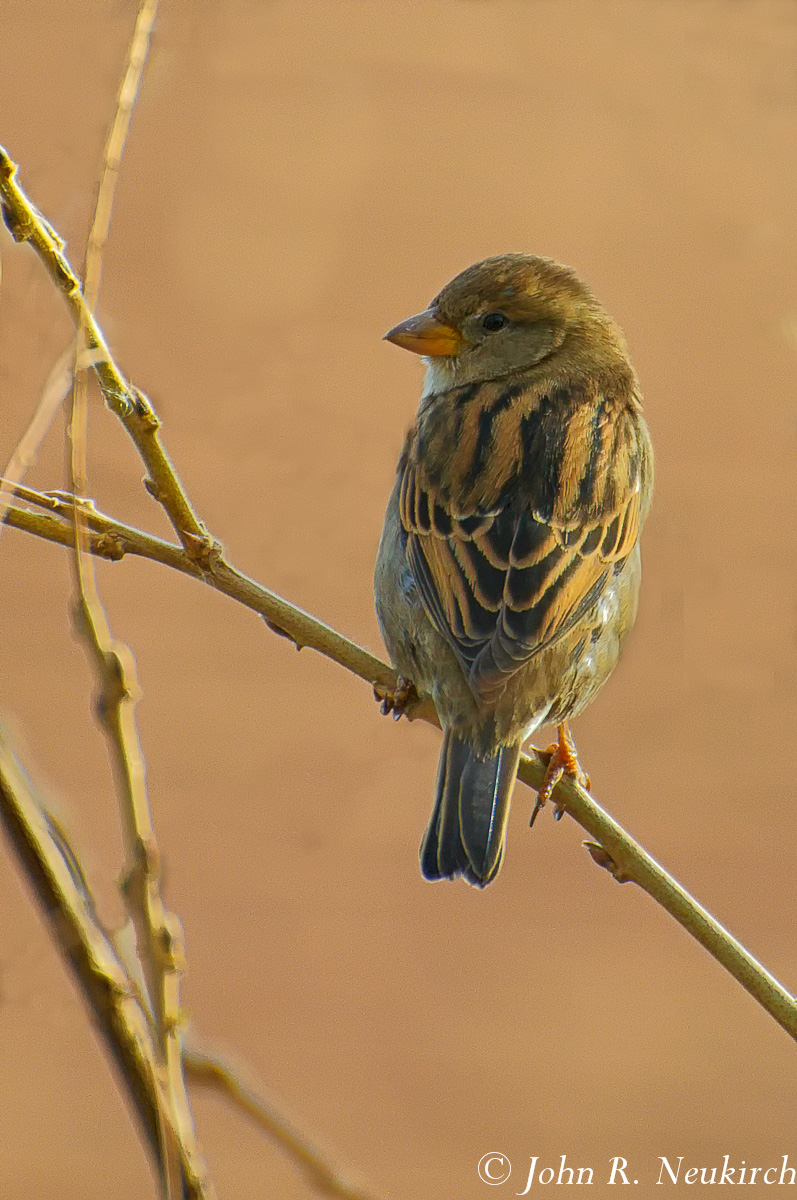 House Sparrow