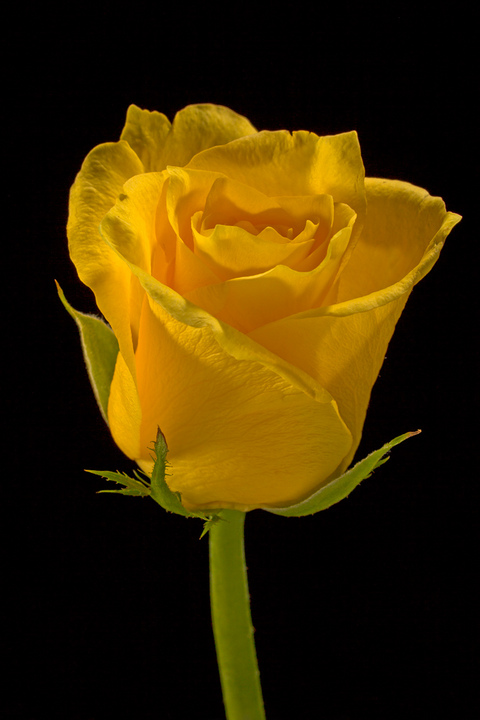 Yellow Rose