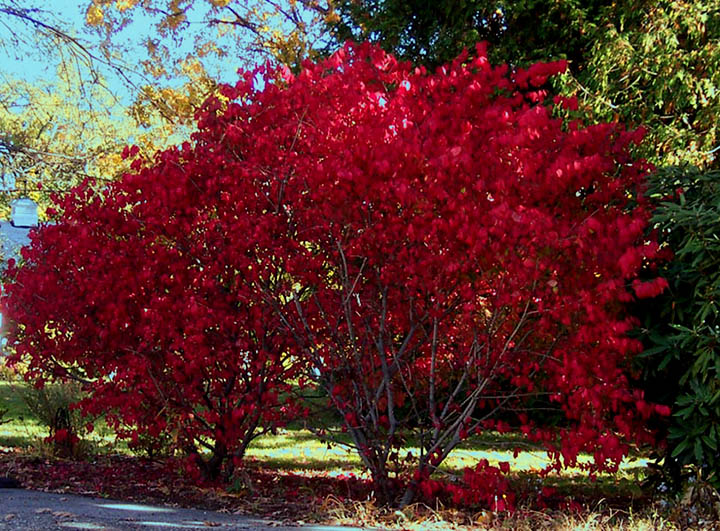 red