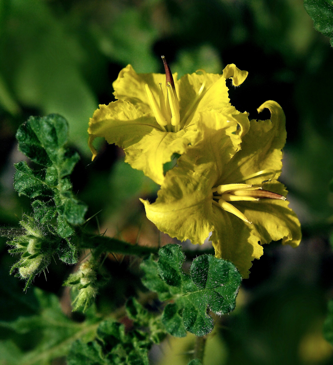 Buffalo Bur
