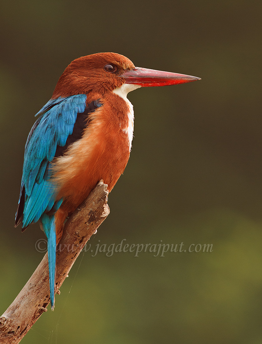 White-throated Kingfishe