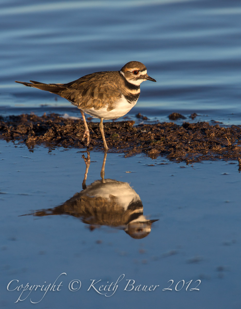 Bosque Killdeer