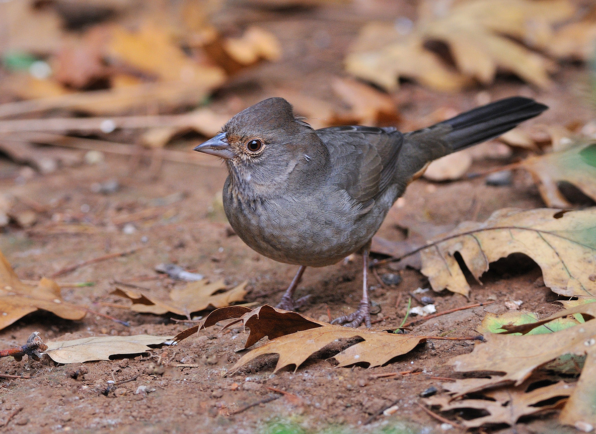 California Towhee