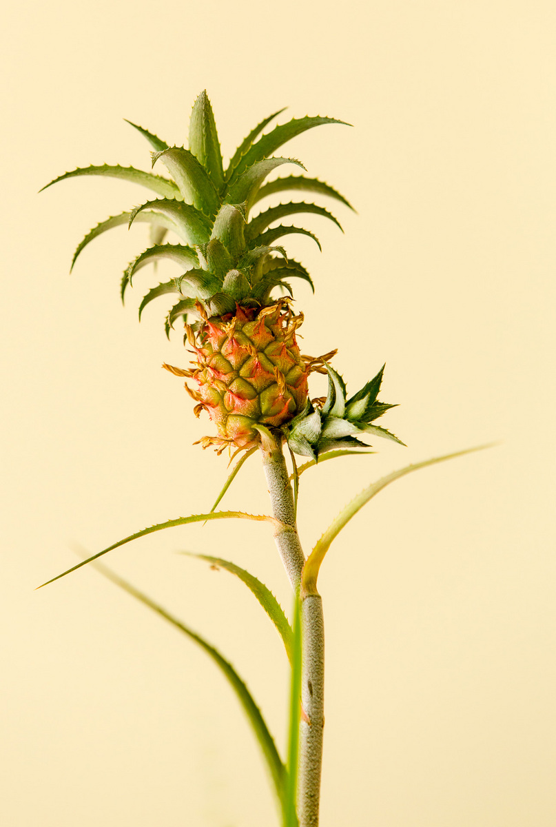 Miniature Pineapple
