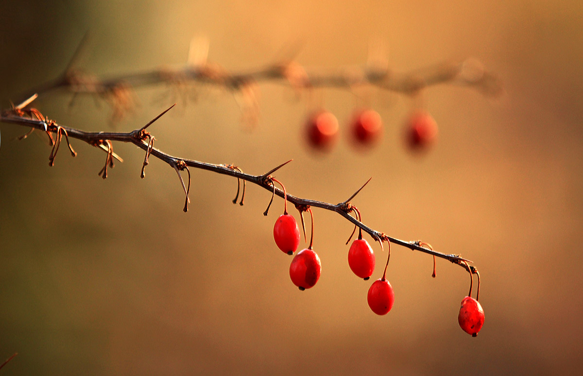 Barberry branches
