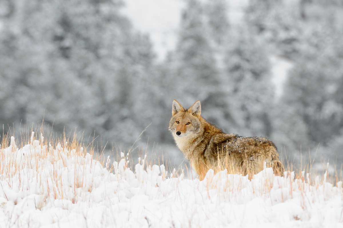 ridgetop coyote