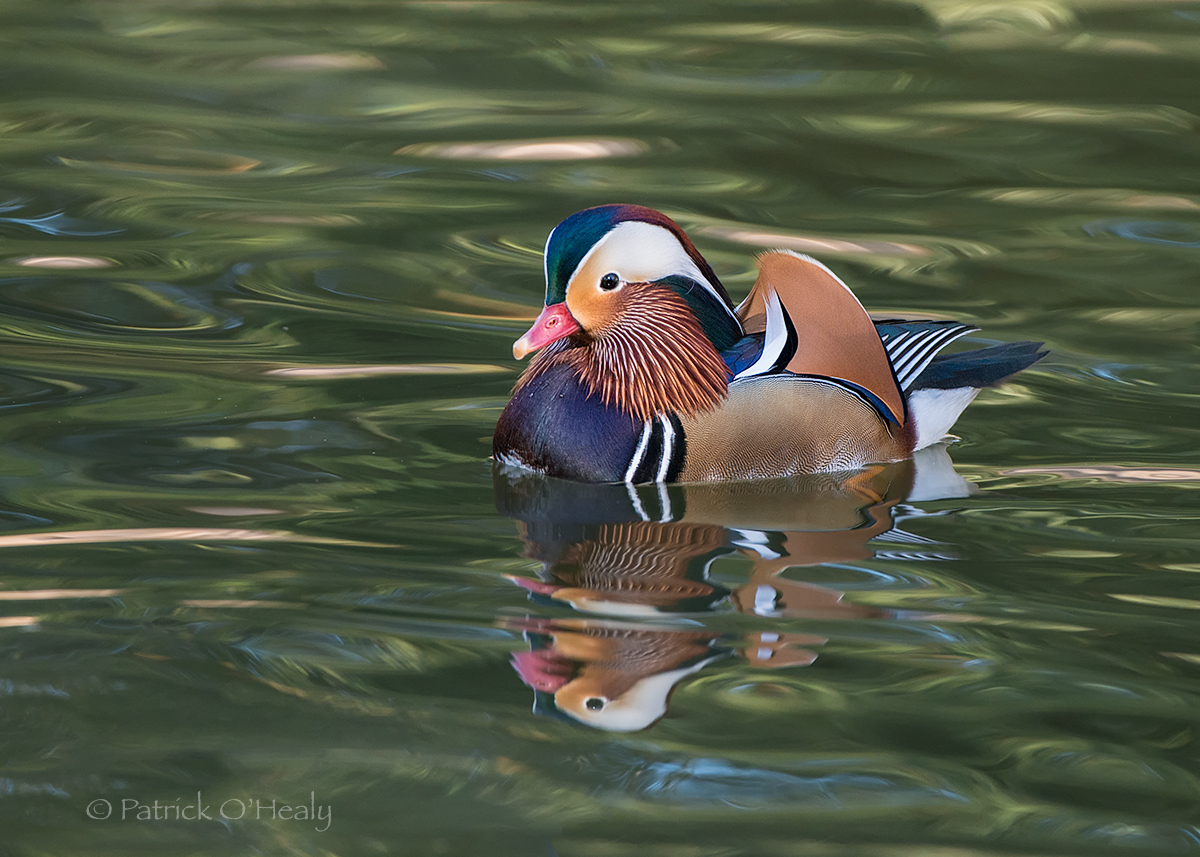 Mandarin Male