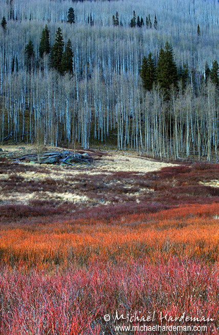Piney Reds