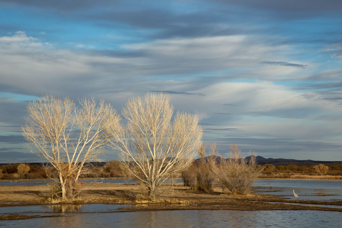 Twin trees at the Bosque