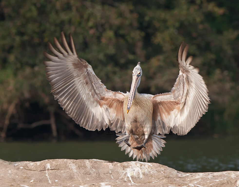 Spot-billed pelican