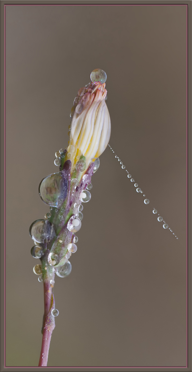 Bejeweled