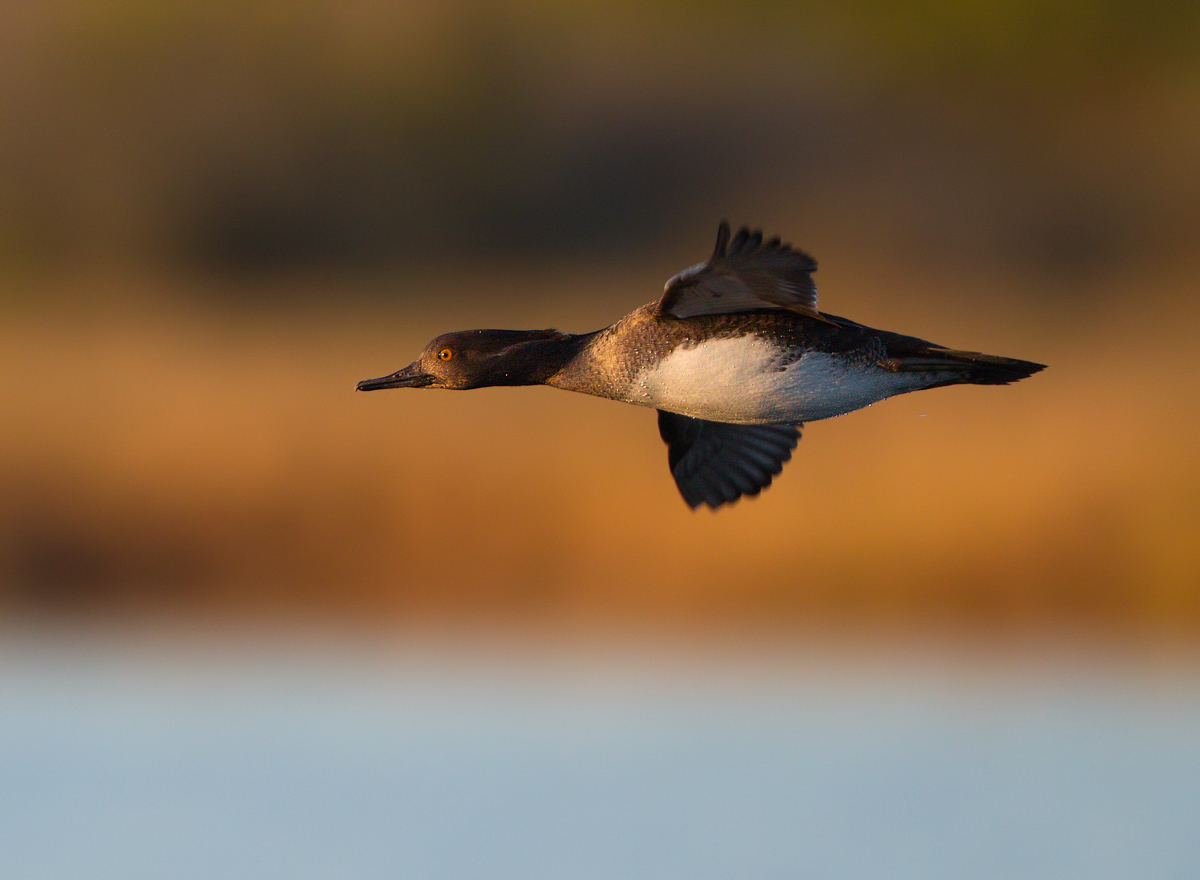 Hooded Merganser