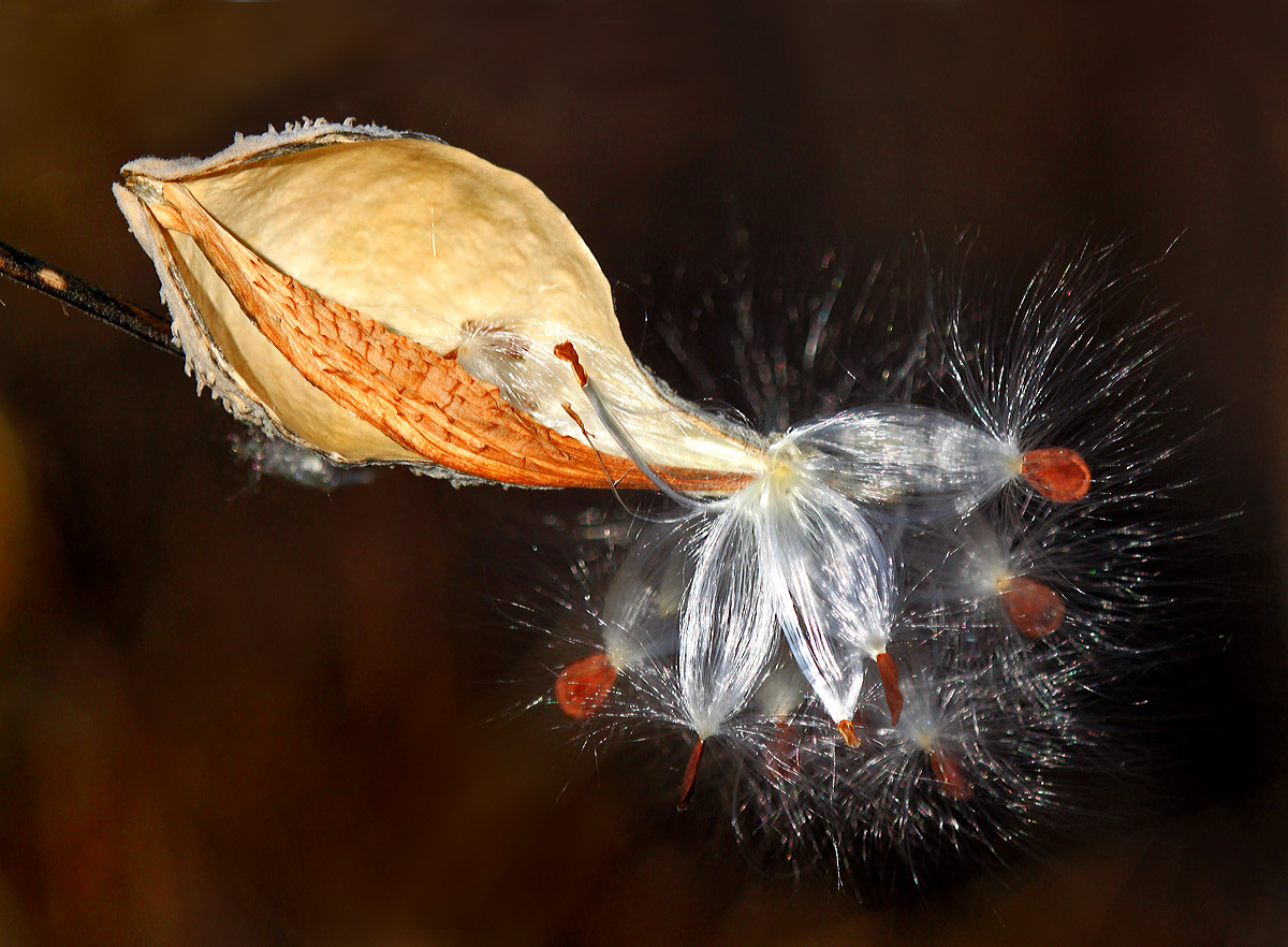Empty Milkweed pod
