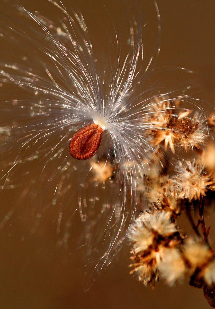 Snagged seed