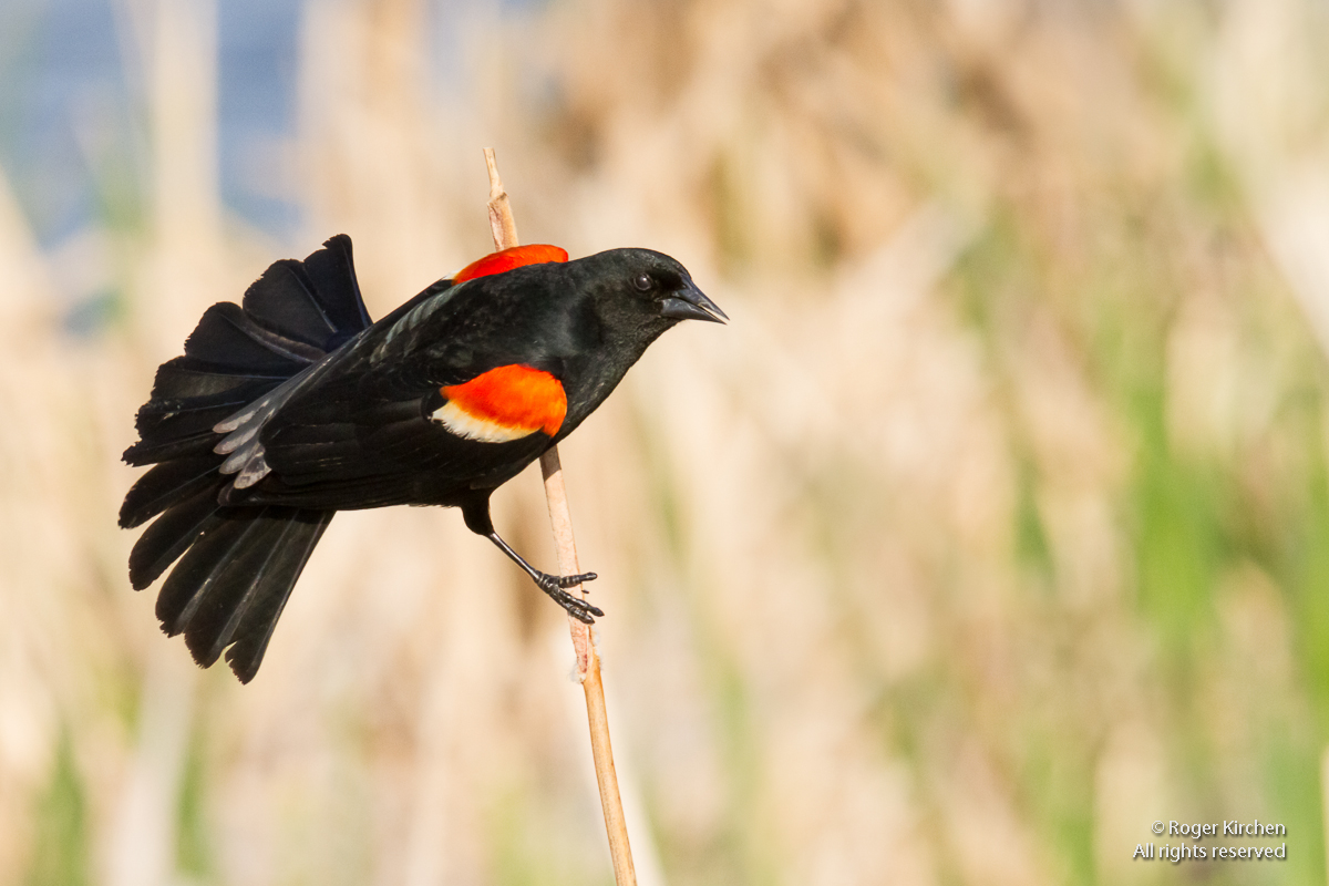 Red-winged Blackbird