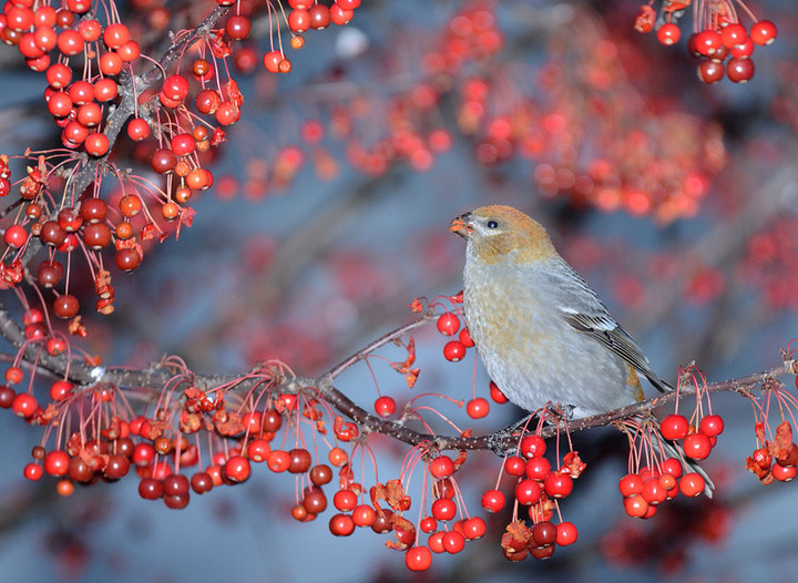 Got Berries...
