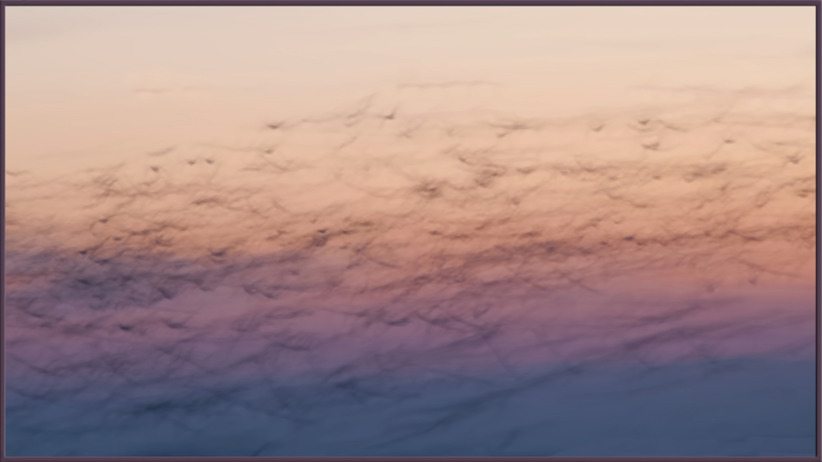 Snow Geese 
