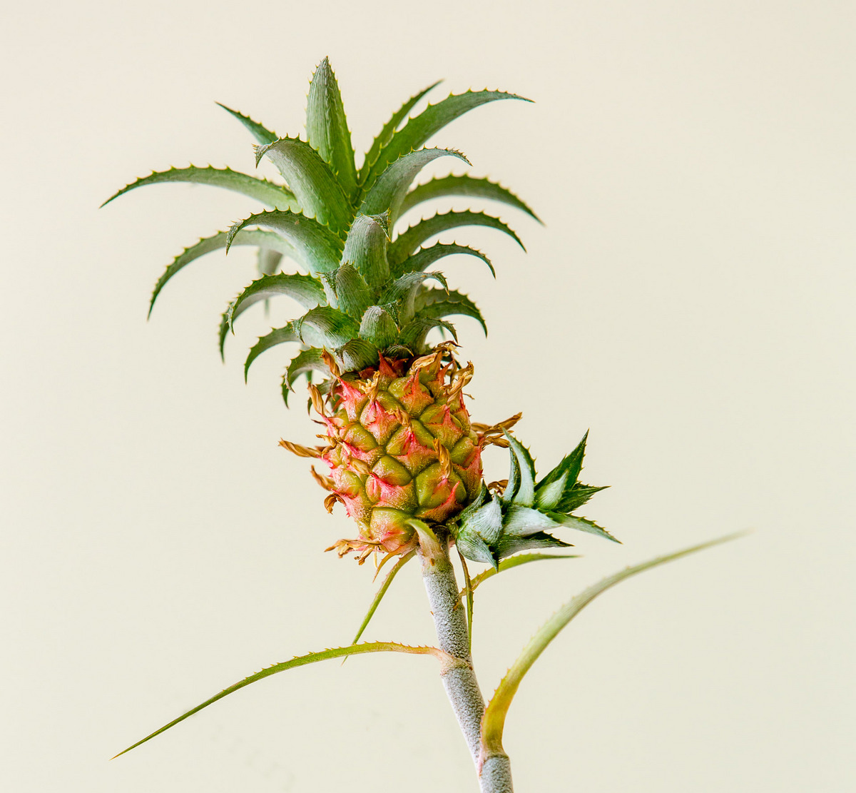 Pineapple Plant Redeaux