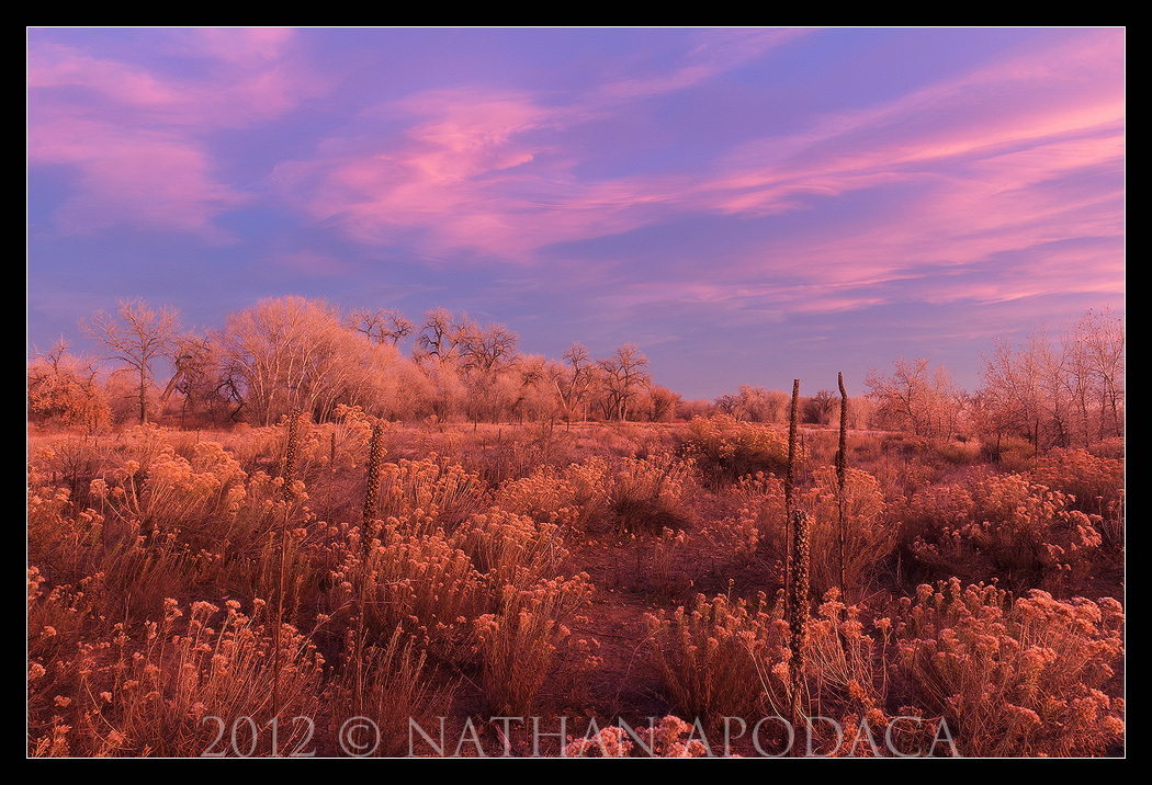 A World of Pink