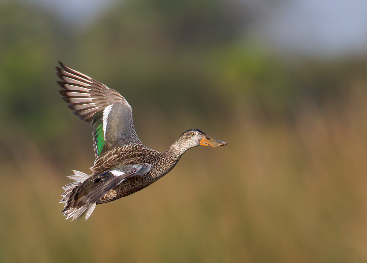 Northern Shoveler
