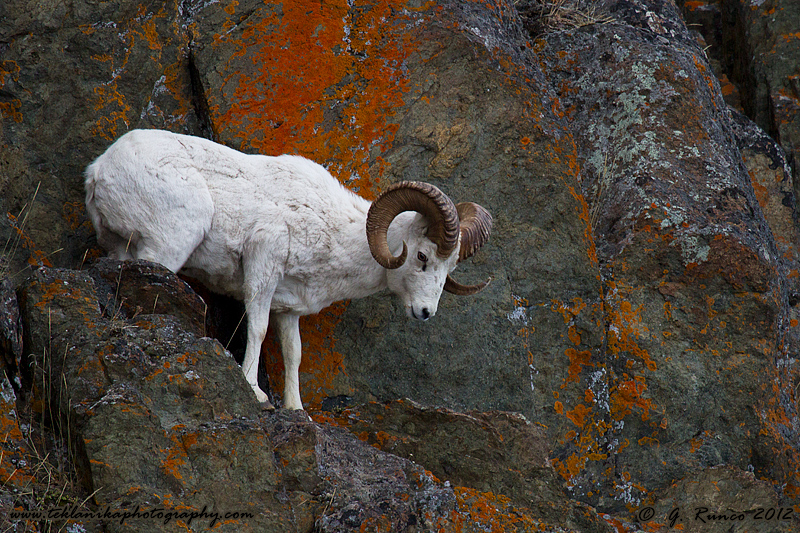 Dall Sheep