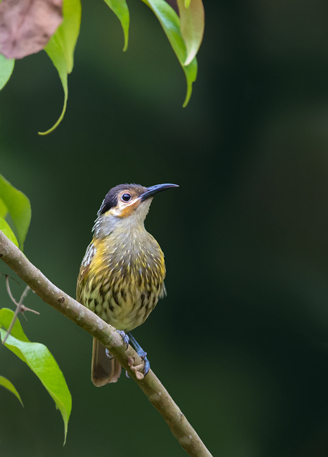 Macleay's Honeyeater